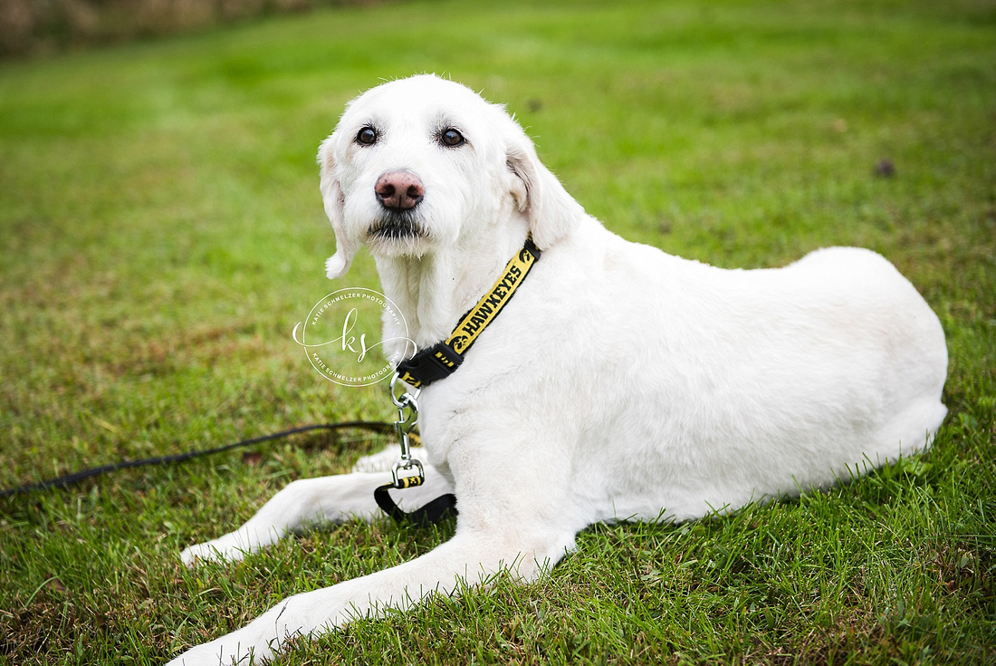 Iowa Family portraits with WAVE shirts and white dogs by KS Photography