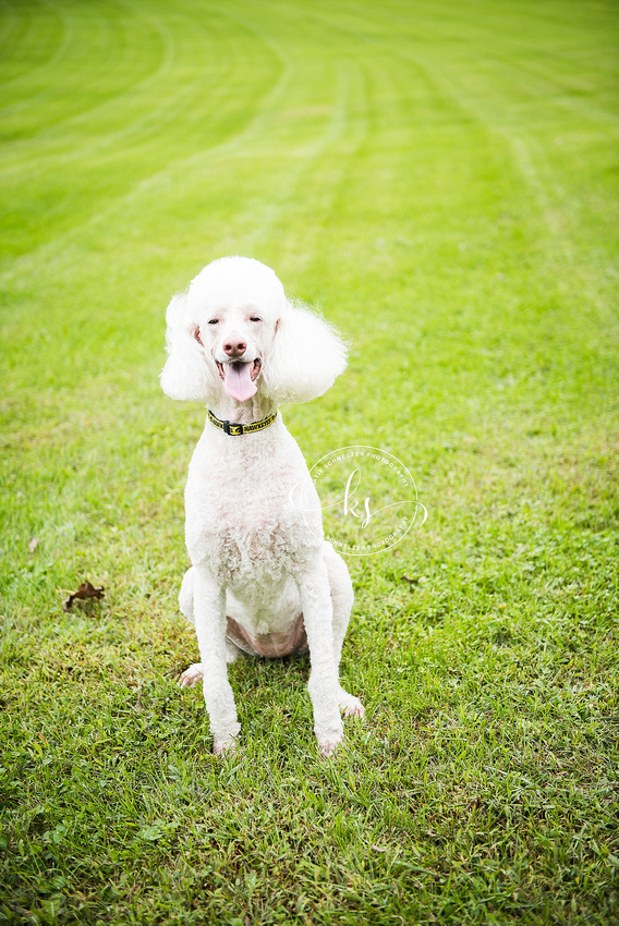 Iowa Family portraits with WAVE shirts and white dogs by KS Photography